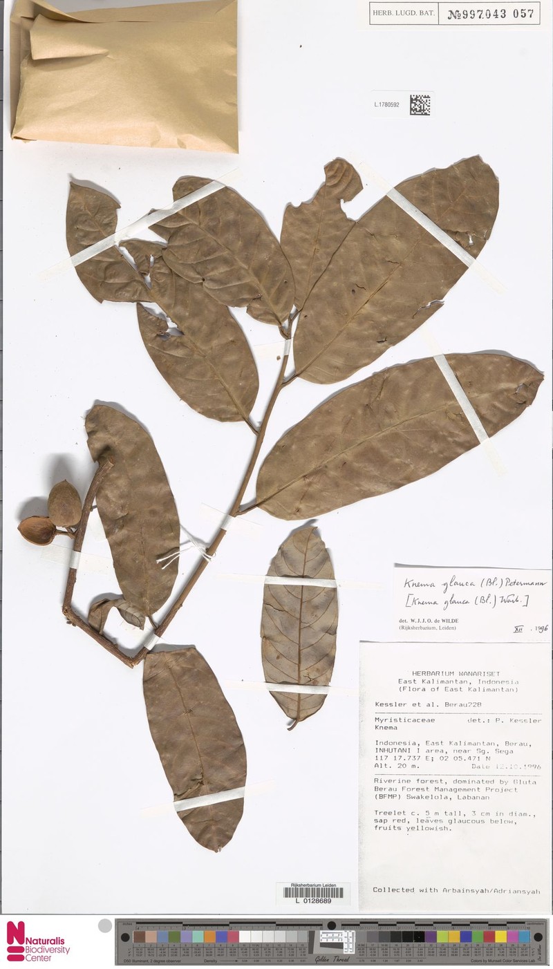 Knema glauca var. glauca