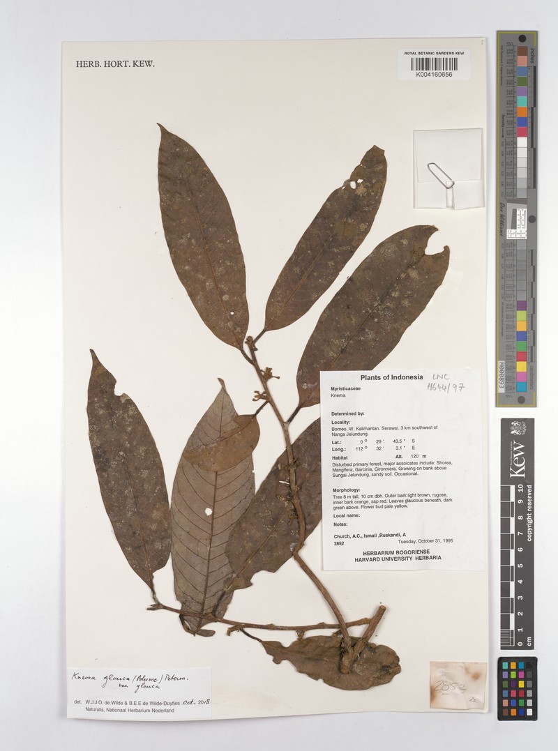 Knema glauca var. glauca photo 2