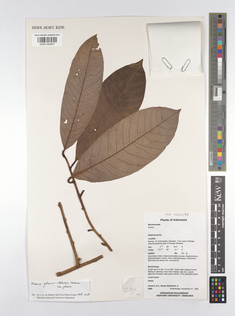 Knema glauca var. glauca photo 3