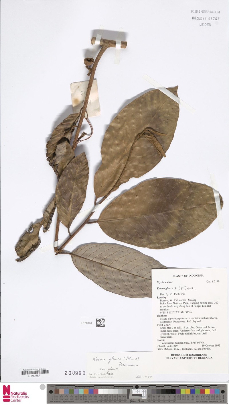 Knema glauca var. glauca photo 4