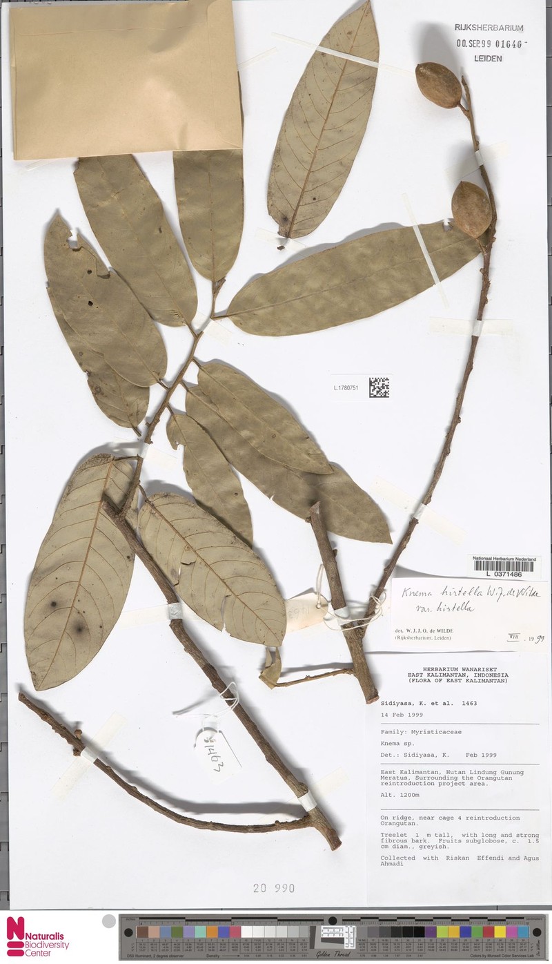 Knema hirtella var. hirtella
