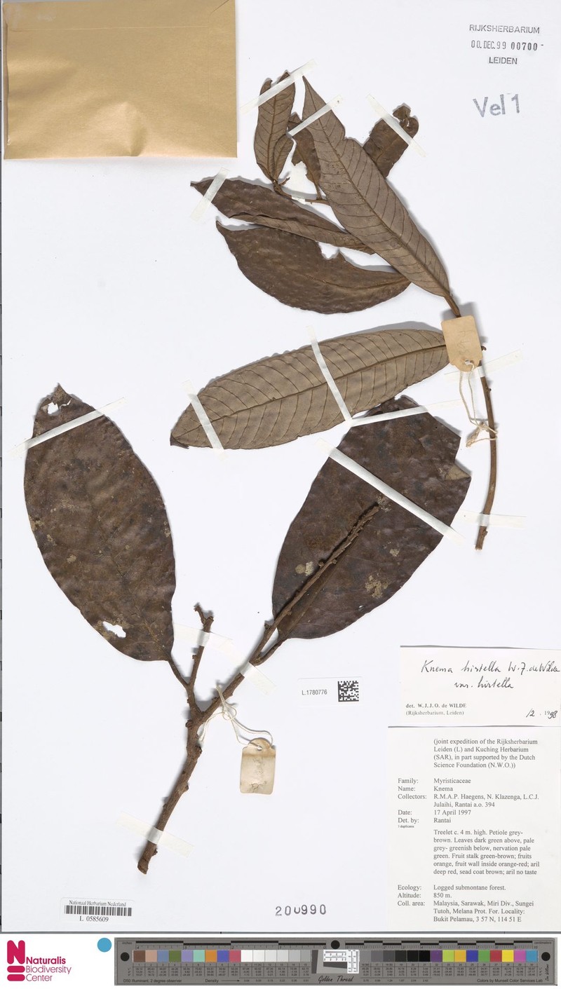 Knema hirtella var. hirtella photo 2