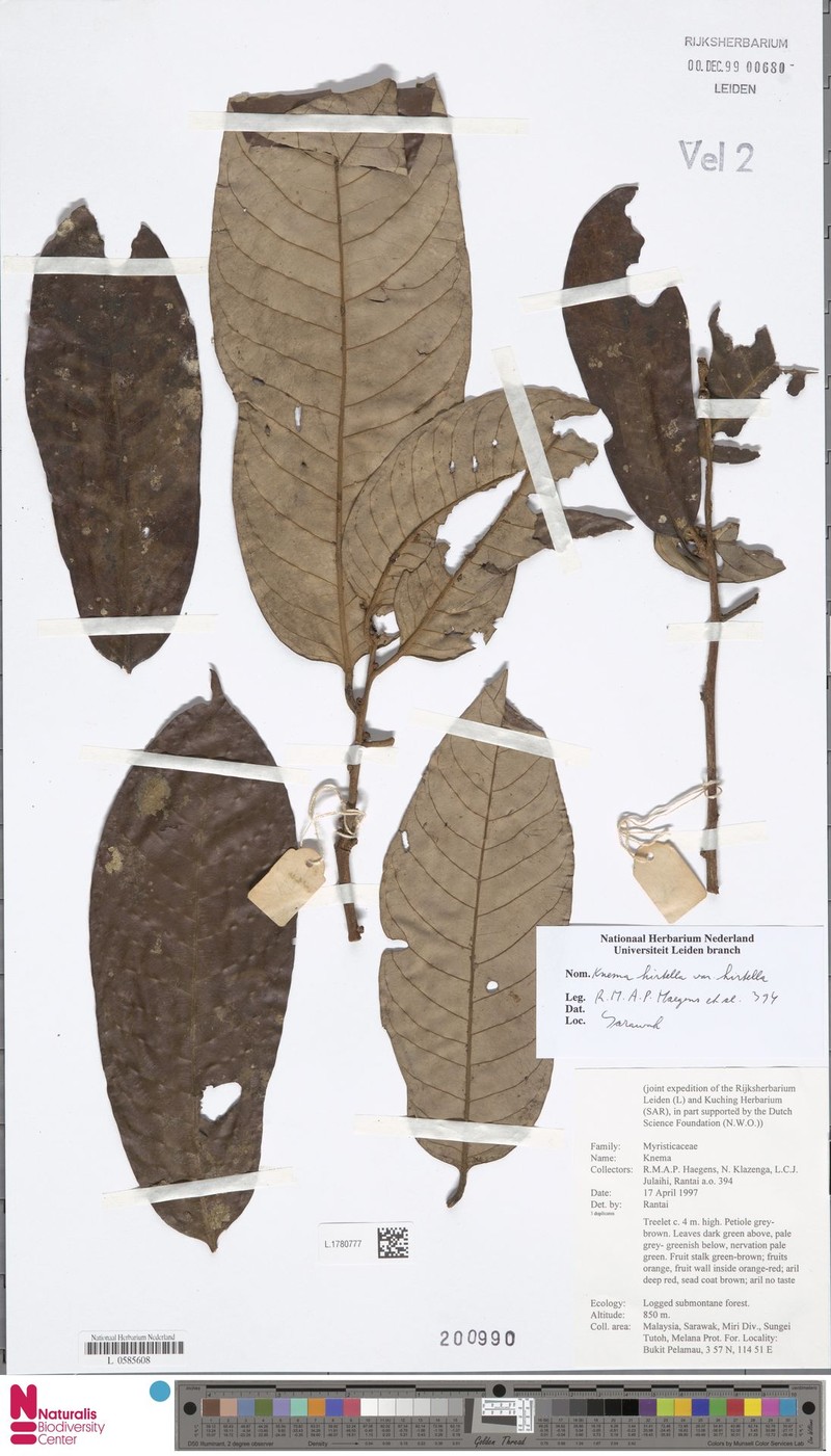 Knema hirtella var. hirtella photo 3