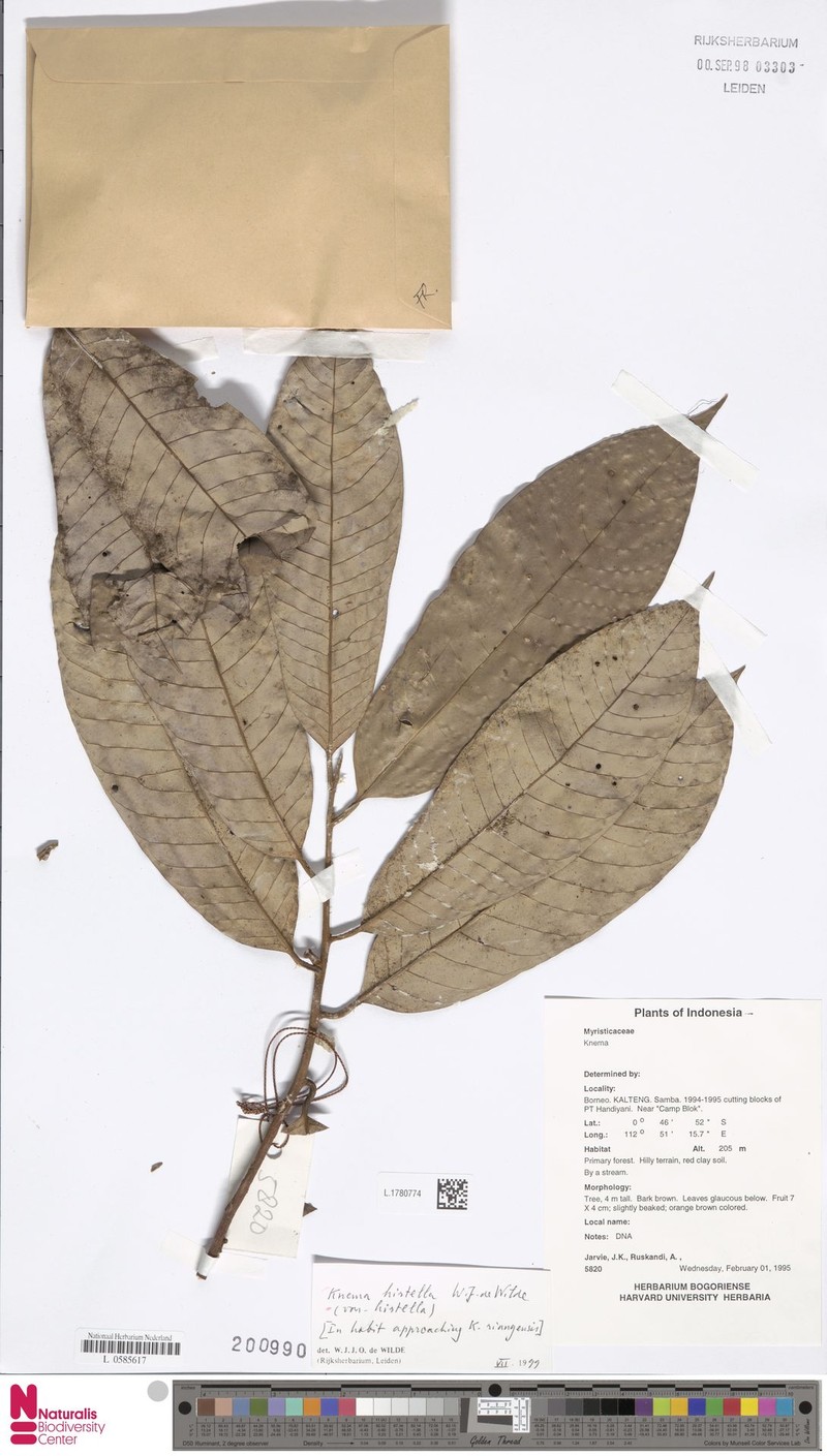 Knema hirtella var. hirtella photo 4