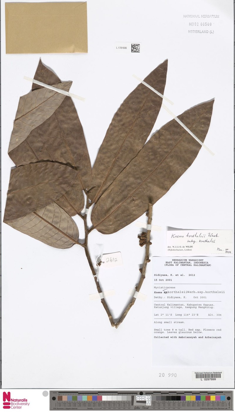 Knema korthalsii subsp. korthalsii
