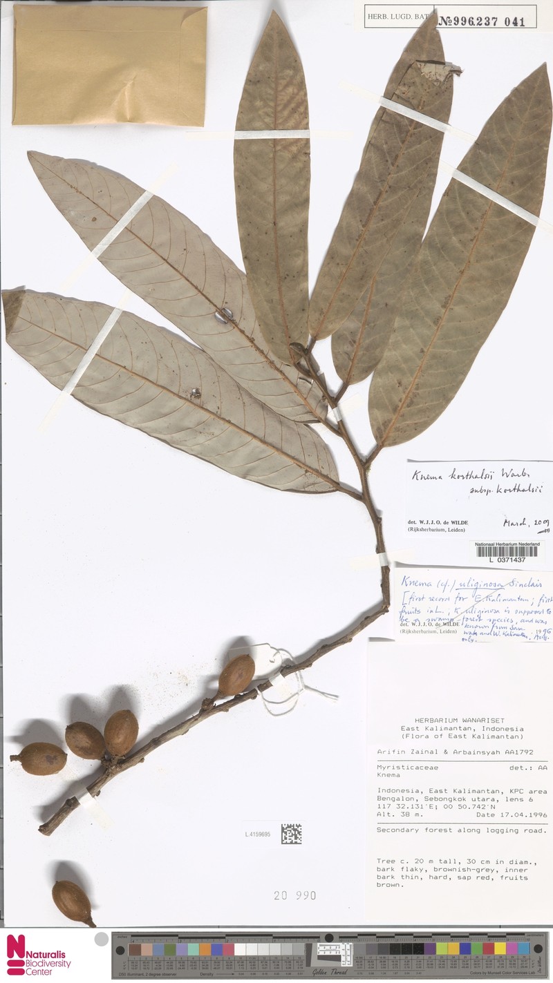 Knema korthalsii subsp. korthalsii photo 2