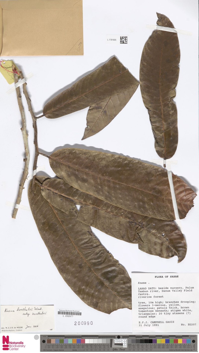 Knema korthalsii subsp. korthalsii photo 3