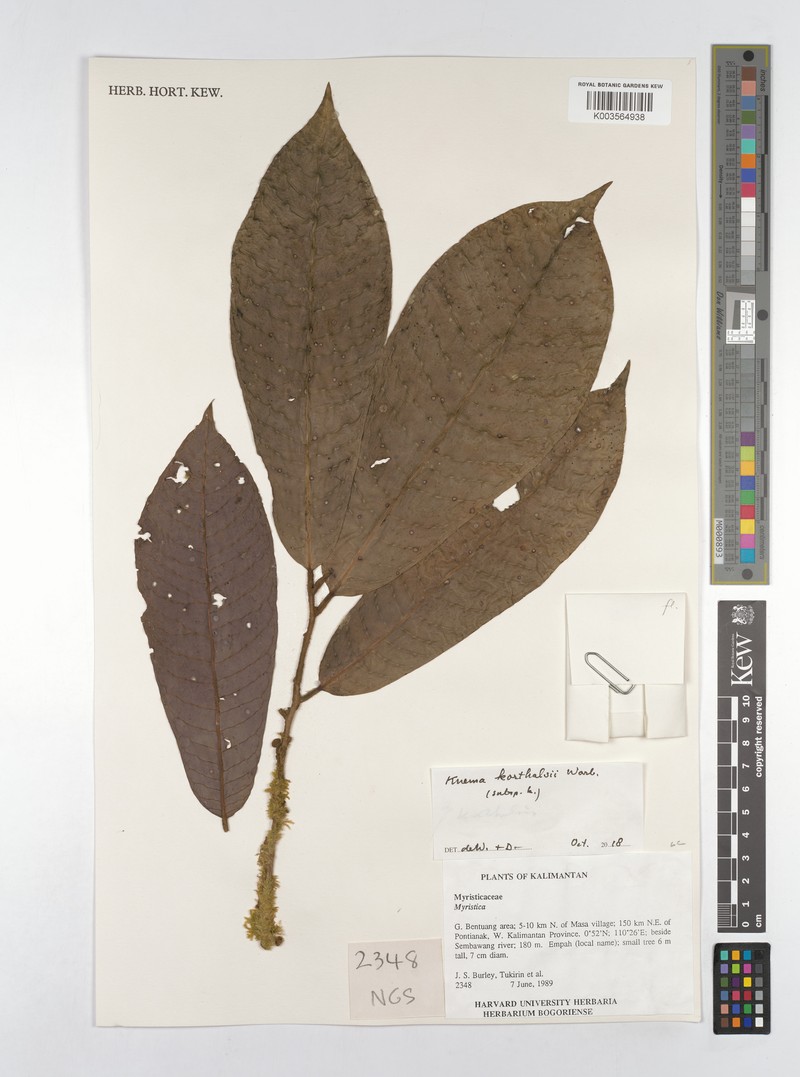 Knema korthalsii subsp. korthalsii photo 4