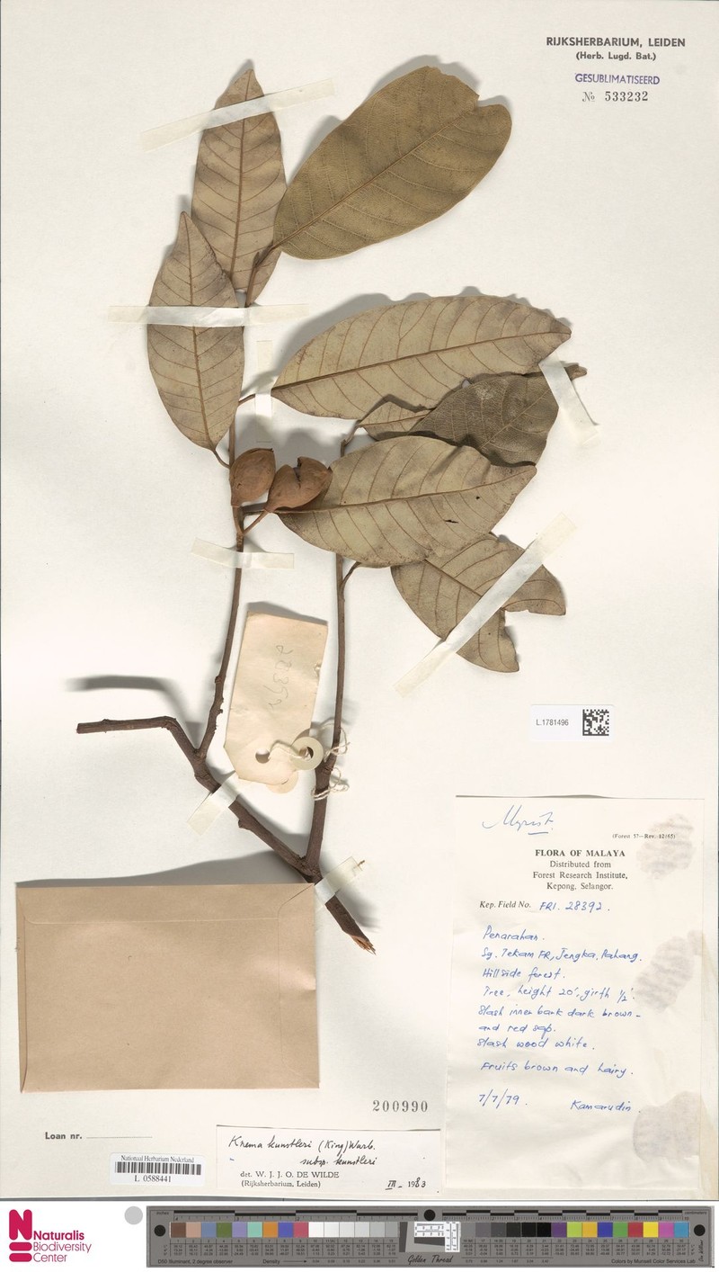 Knema kunstleri subsp. kunstleri photo 3