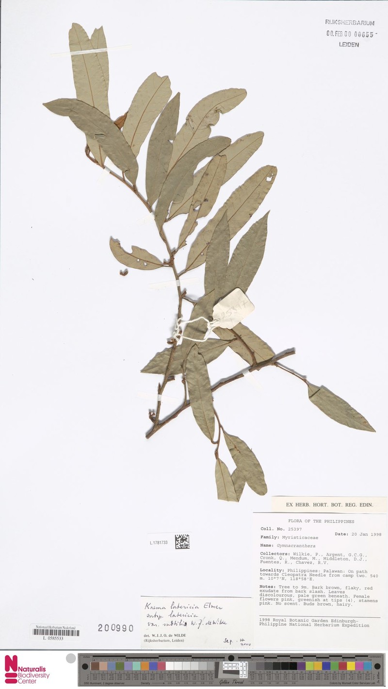Knema latericia var. subtilis