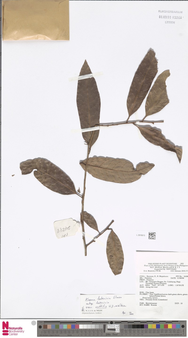 Knema latericia var. subtilis photo 2