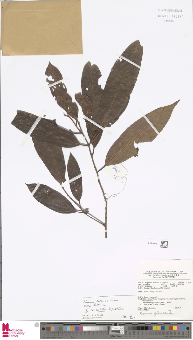 Knema latericia var. subtilis photo 3