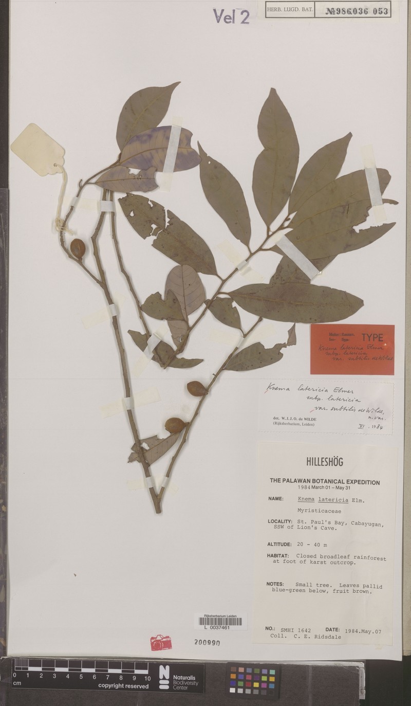 Knema latericia var. subtilis photo 4