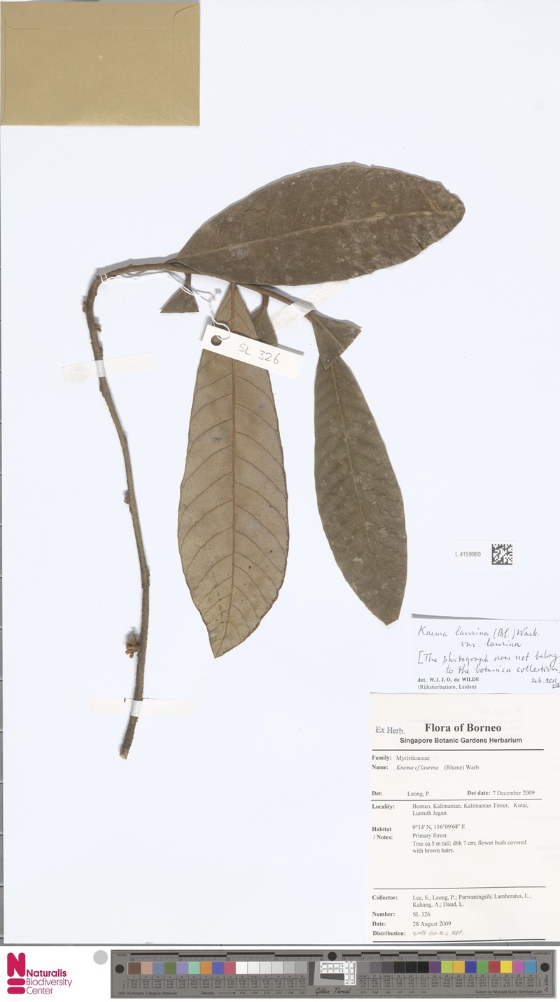 Knema laurina var. laurina