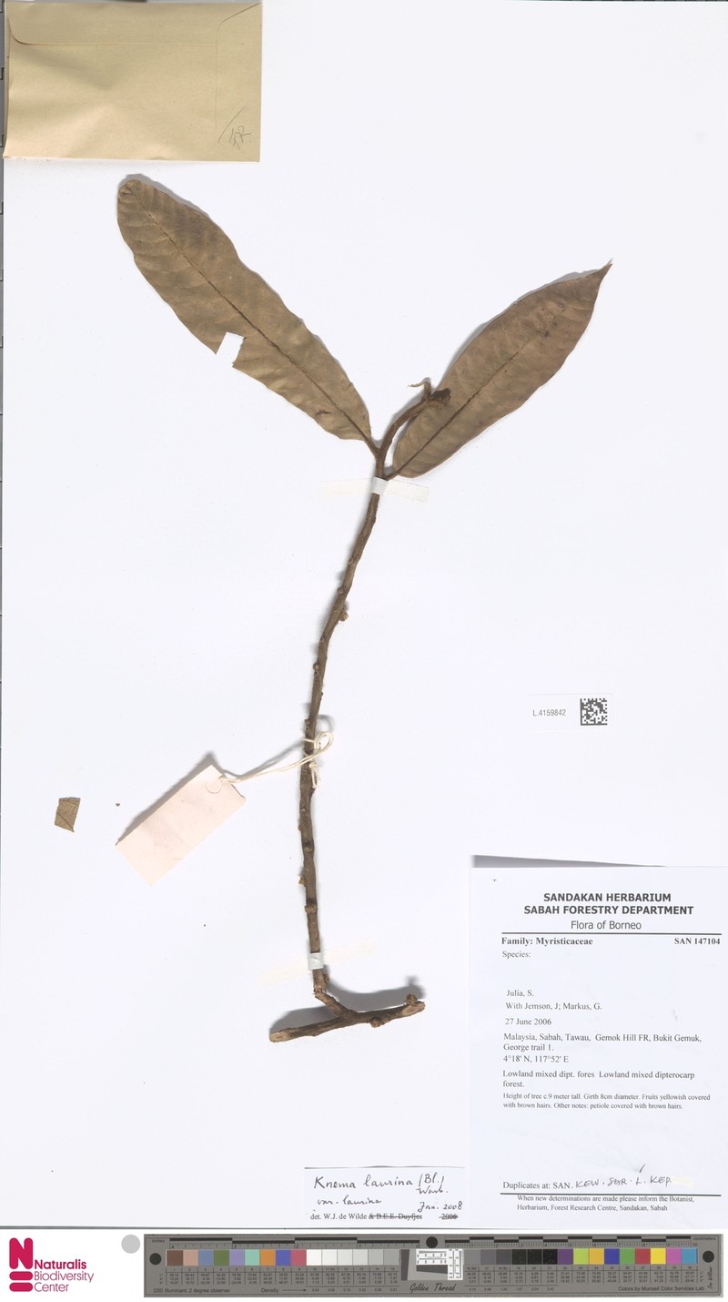 Knema laurina var. laurina photo 2