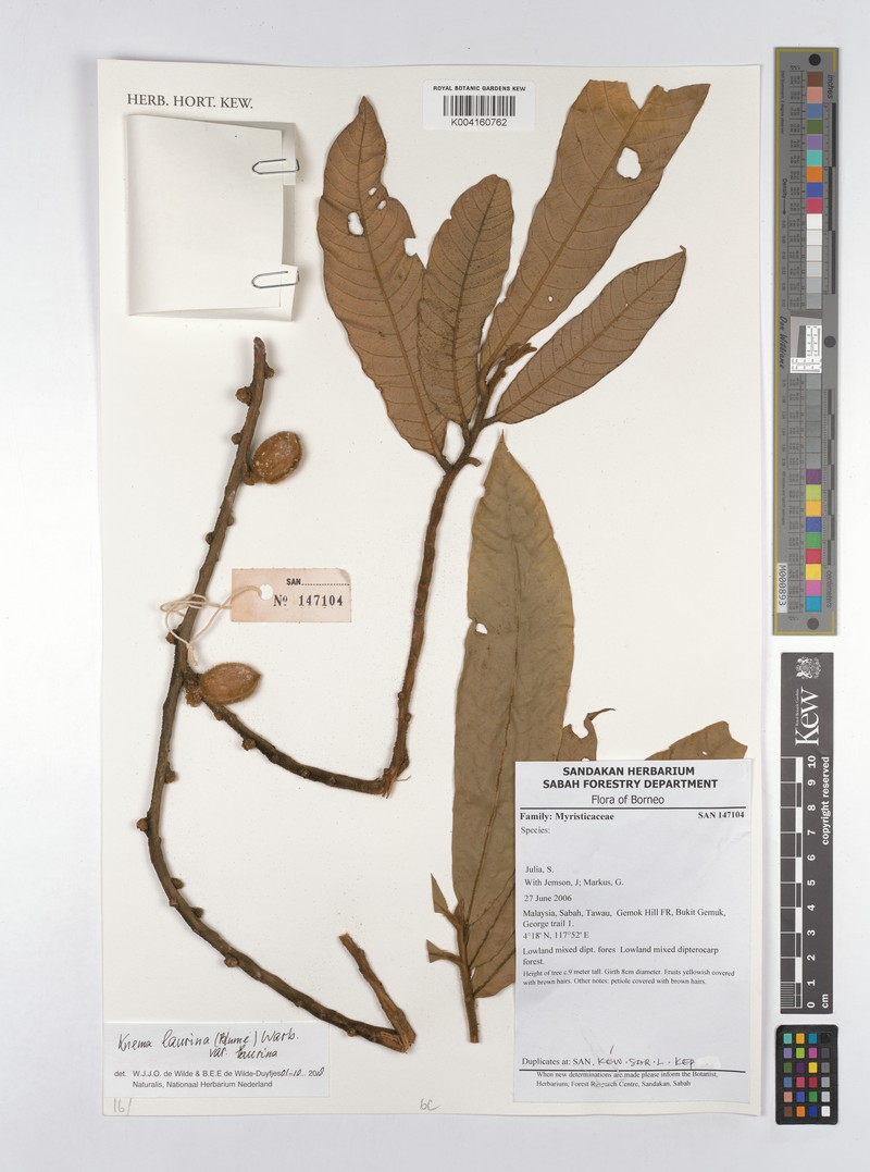 Knema laurina var. laurina photo 3