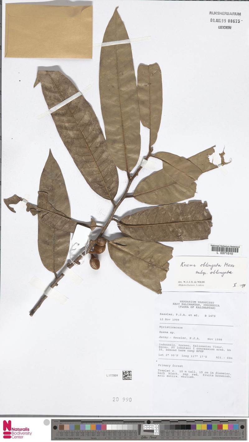 Knema oblongata subsp. oblongata