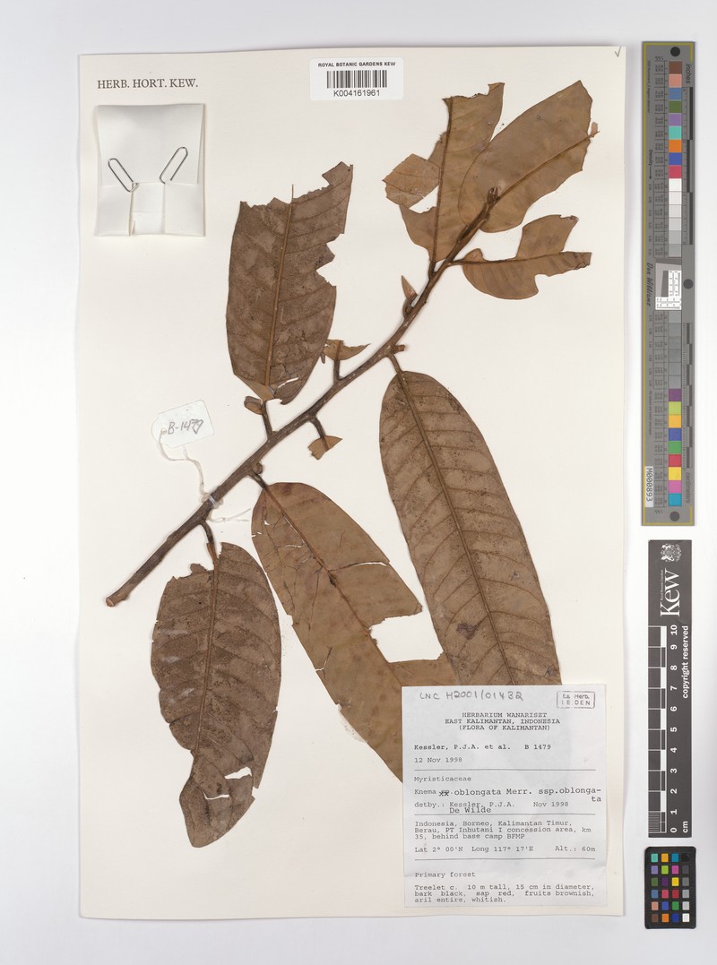 Knema oblongata subsp. oblongata photo 2