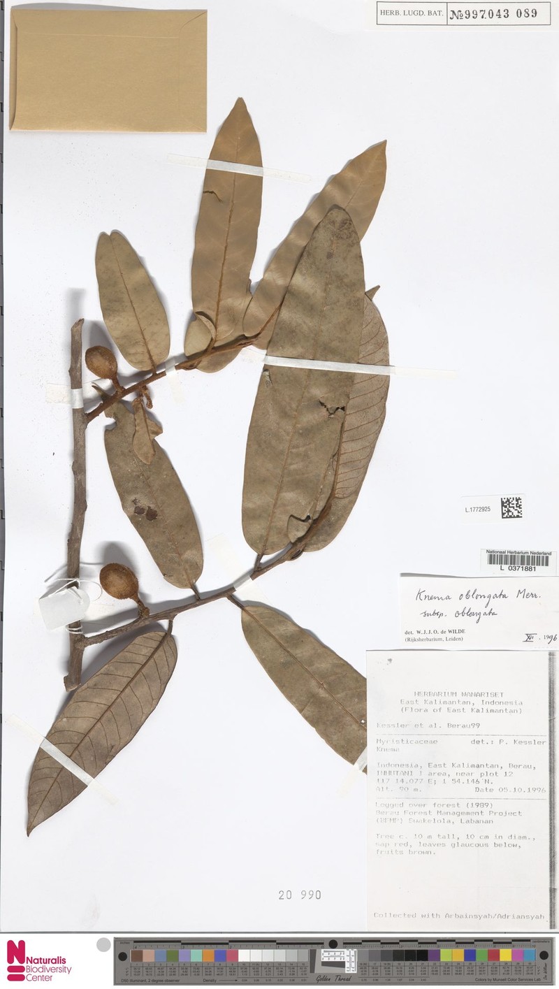 Knema oblongata subsp. oblongata photo 3