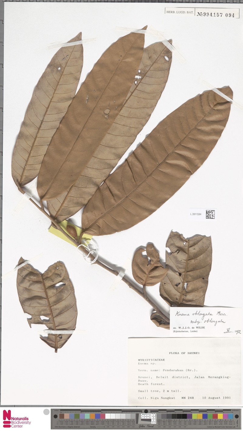 Knema oblongata subsp. oblongata photo 4