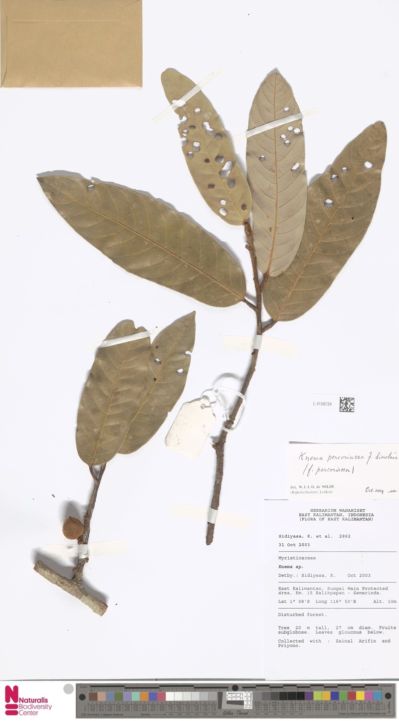 Knema percoriacea f. percoriacea