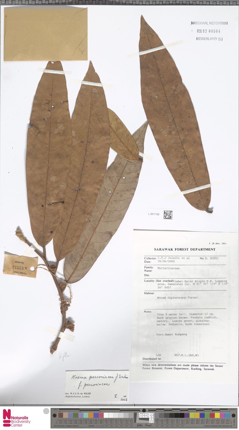 Knema percoriacea f. percoriacea photo 2