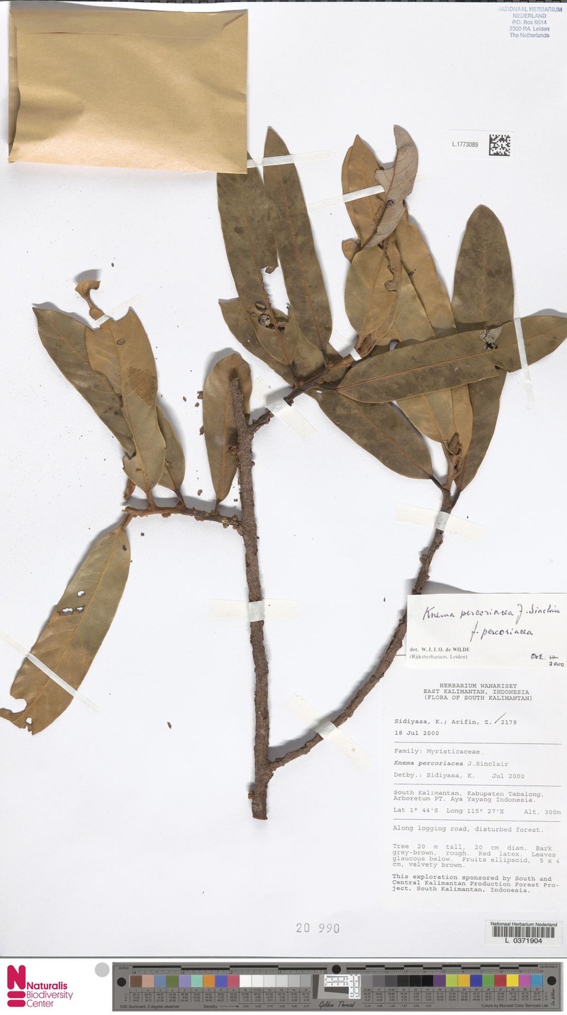 Knema percoriacea f. percoriacea photo 3