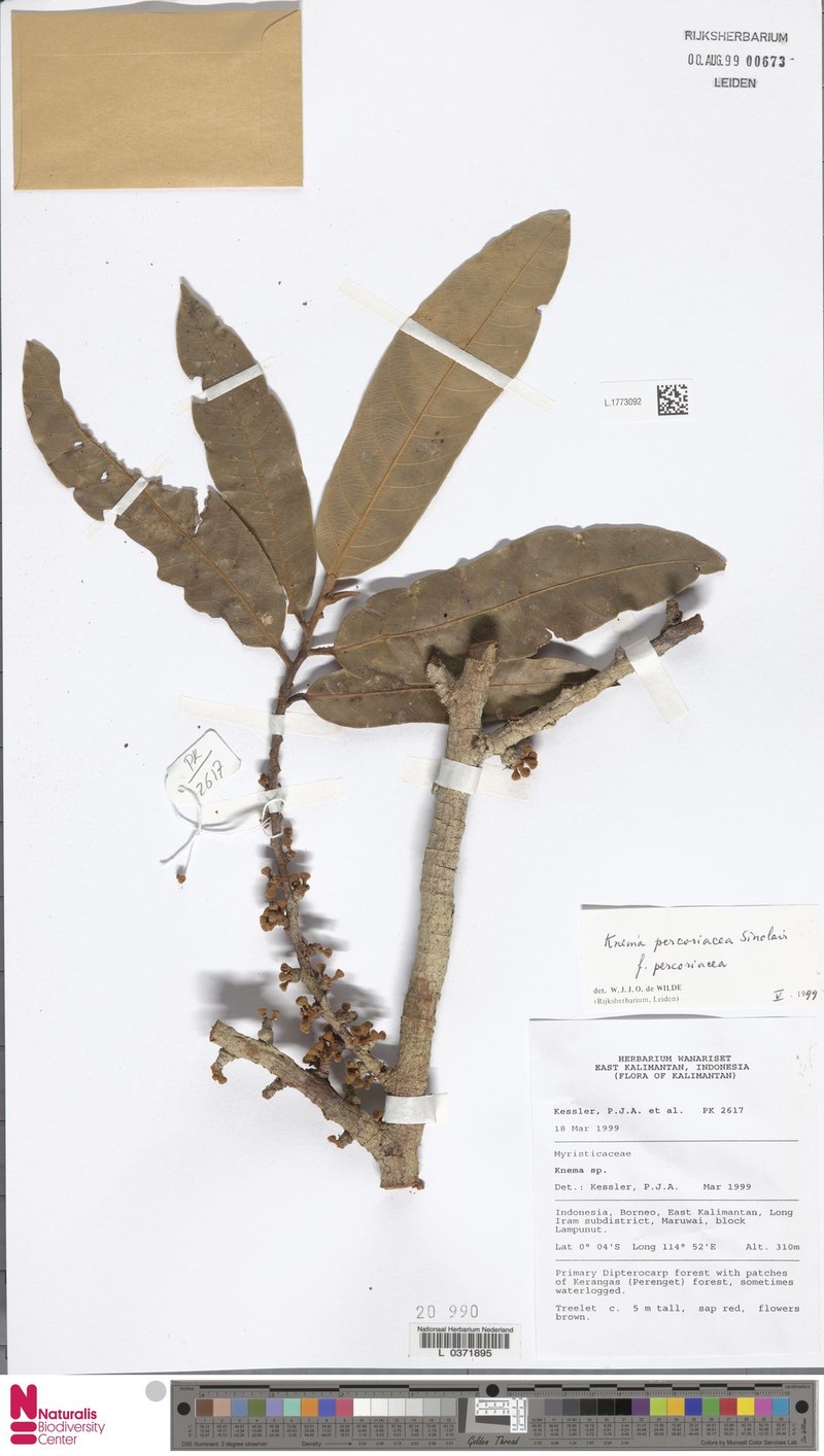 Knema percoriacea f. percoriacea photo 4