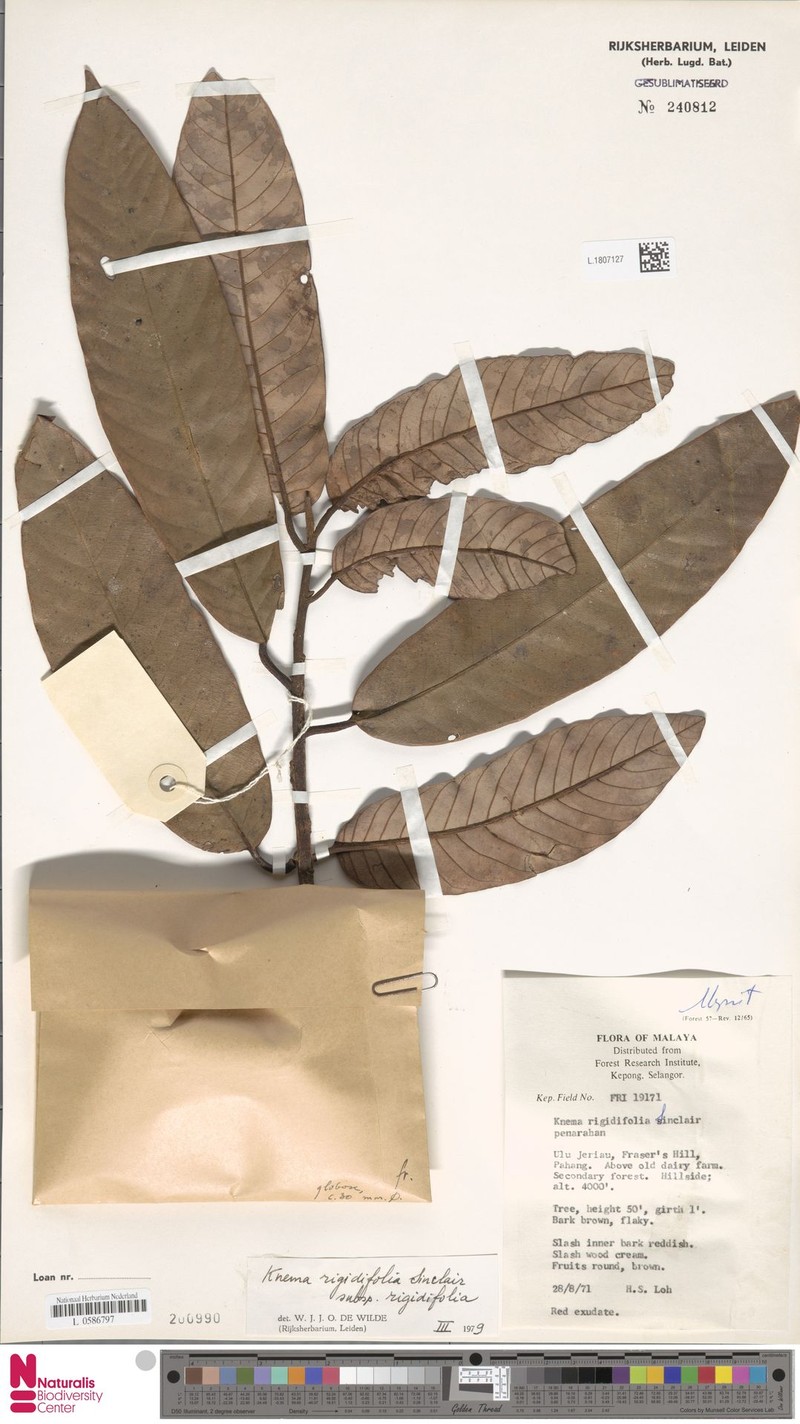 Knema rigidifolia subsp. rigidifolia