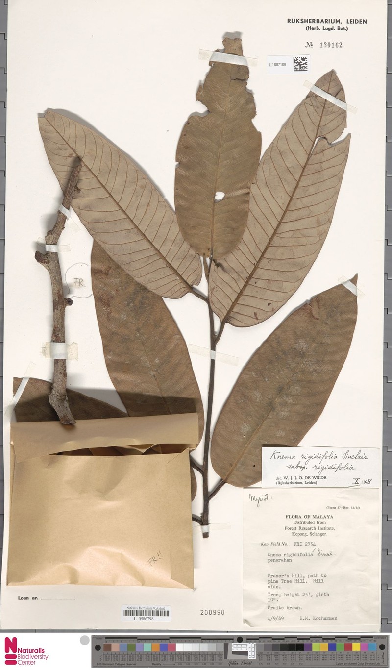 Knema rigidifolia subsp. rigidifolia photo 2