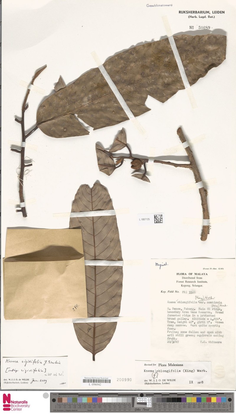 Knema rigidifolia subsp. rigidifolia photo 3