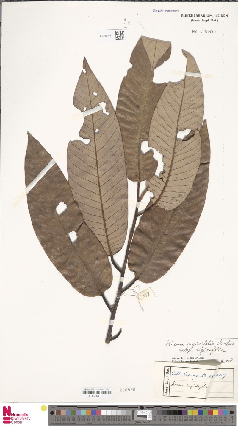 Knema rigidifolia subsp. rigidifolia photo 4