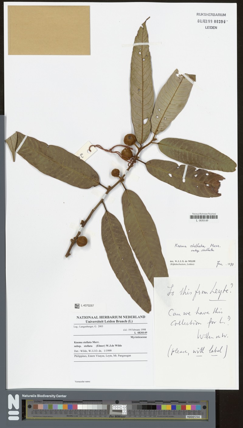 Knema stellata subsp. stellata