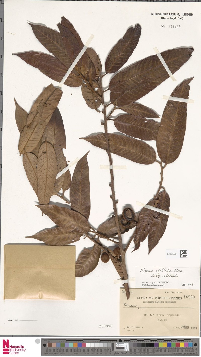 Knema stellata subsp. stellata photo 2