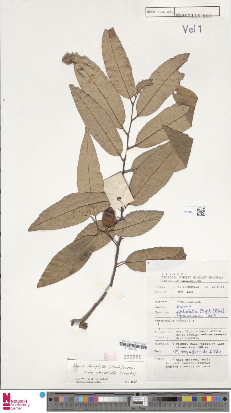 Knema stenophylla subsp. stenophylla