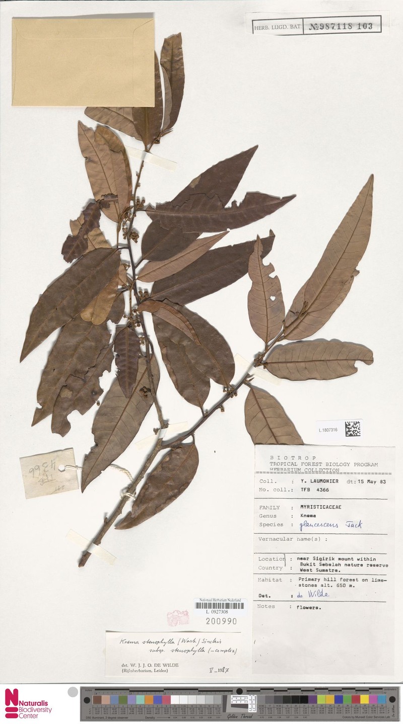 Knema stenophylla subsp. stenophylla photo 2
