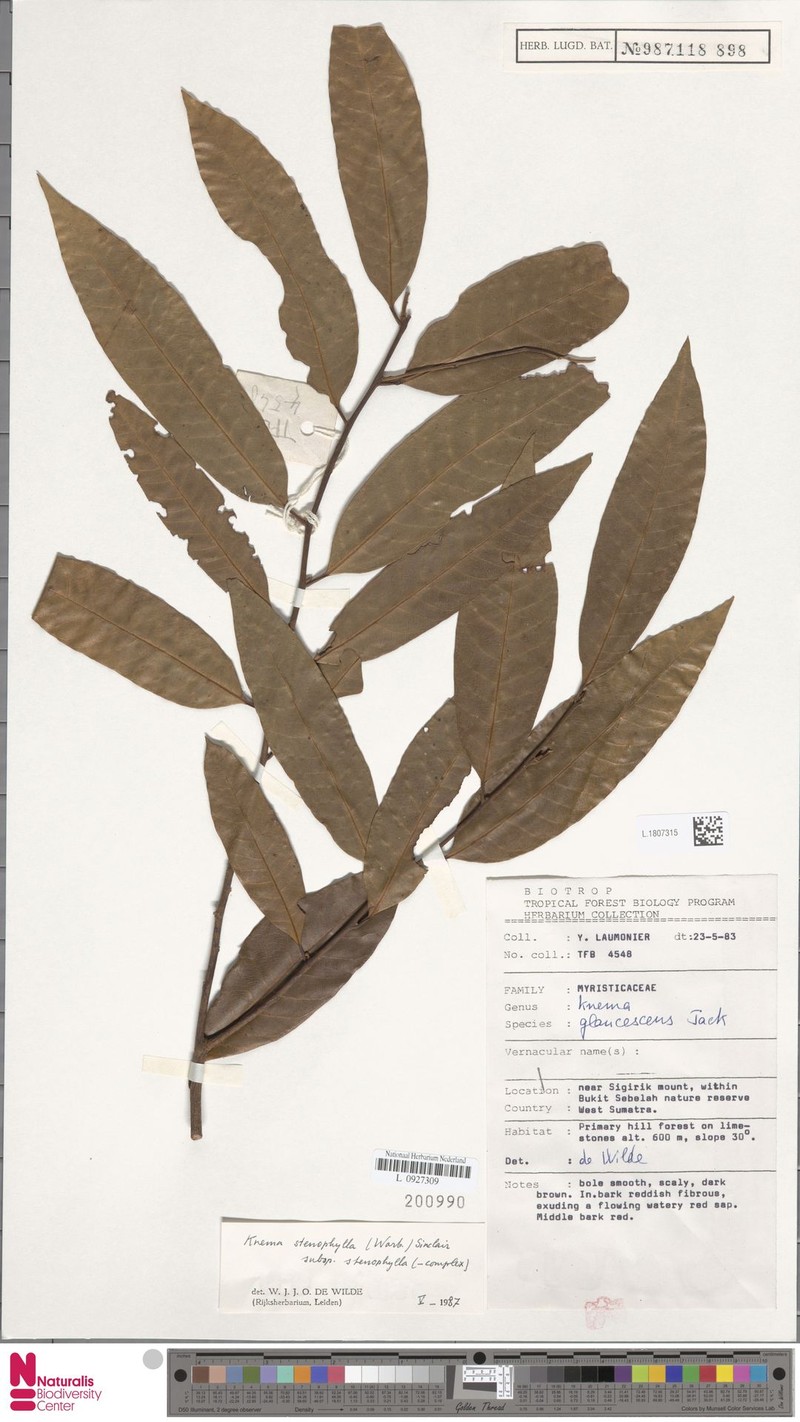 Knema stenophylla subsp. stenophylla photo 3