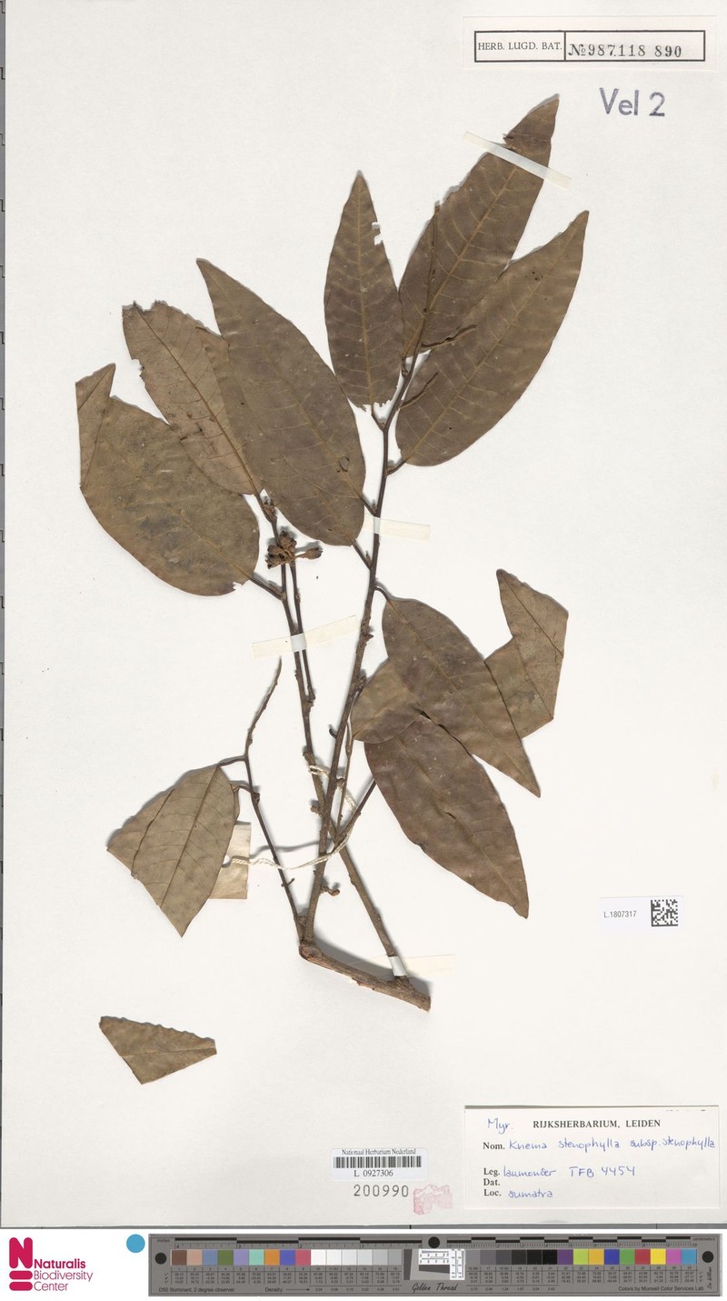 Knema stenophylla subsp. stenophylla photo 4