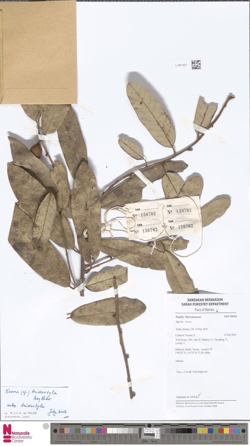 Knema tridactyla subsp. tridactyla