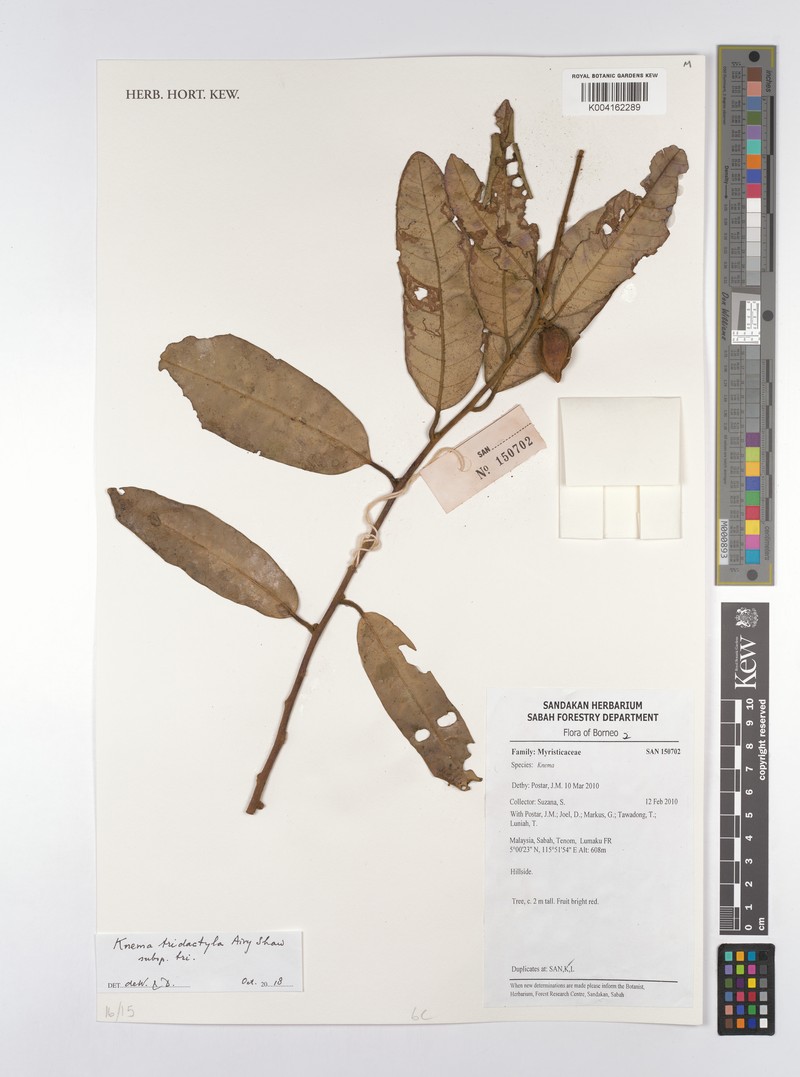 Knema tridactyla subsp. tridactyla photo 2