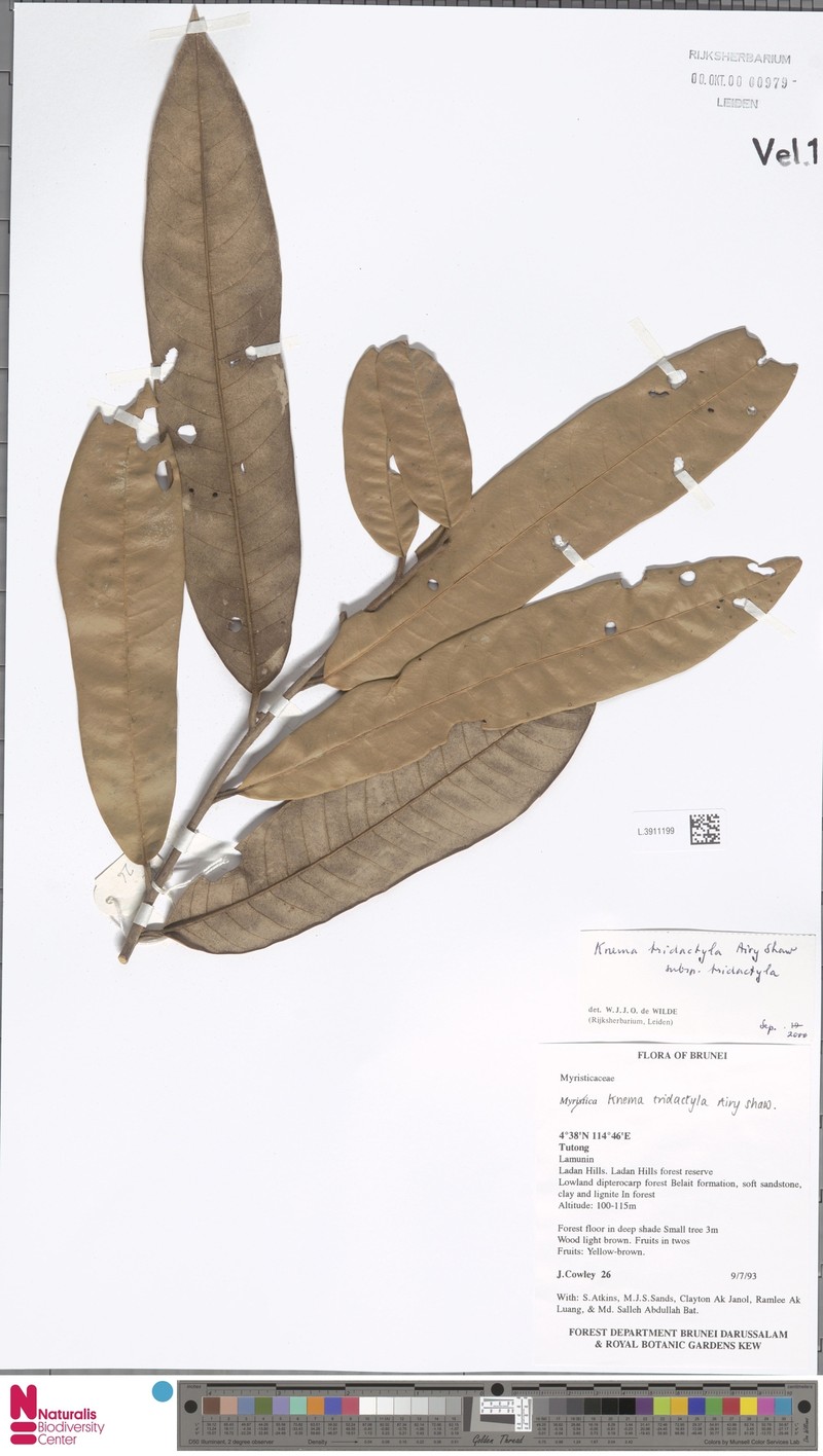 Knema tridactyla subsp. tridactyla photo 3