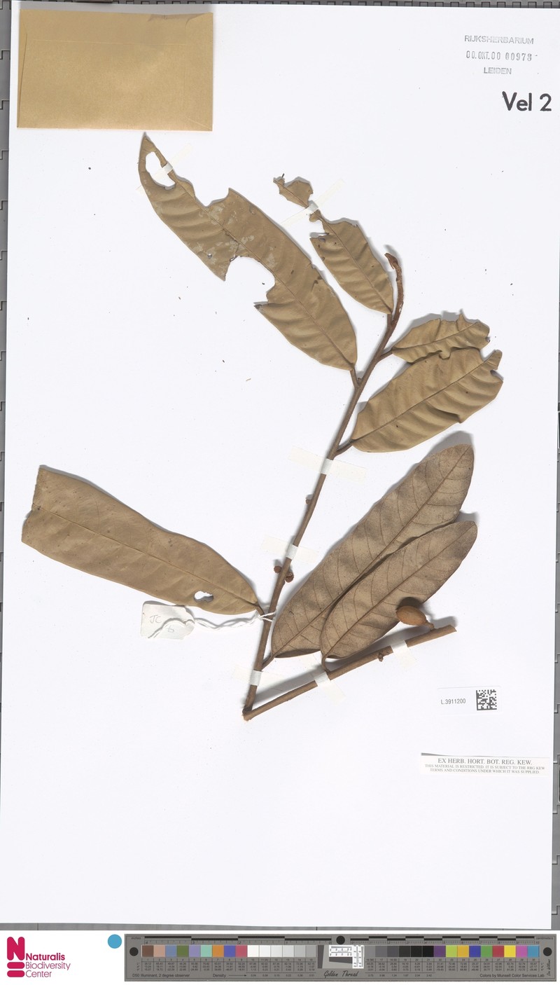 Knema tridactyla subsp. tridactyla photo 4
