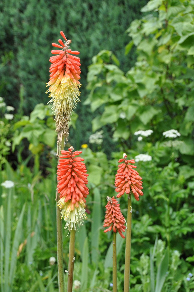 Redhot Poker photo 4