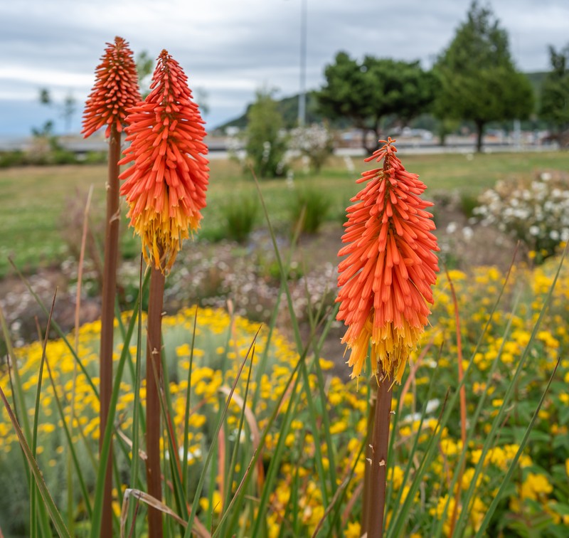 Redhot Poker photo 2