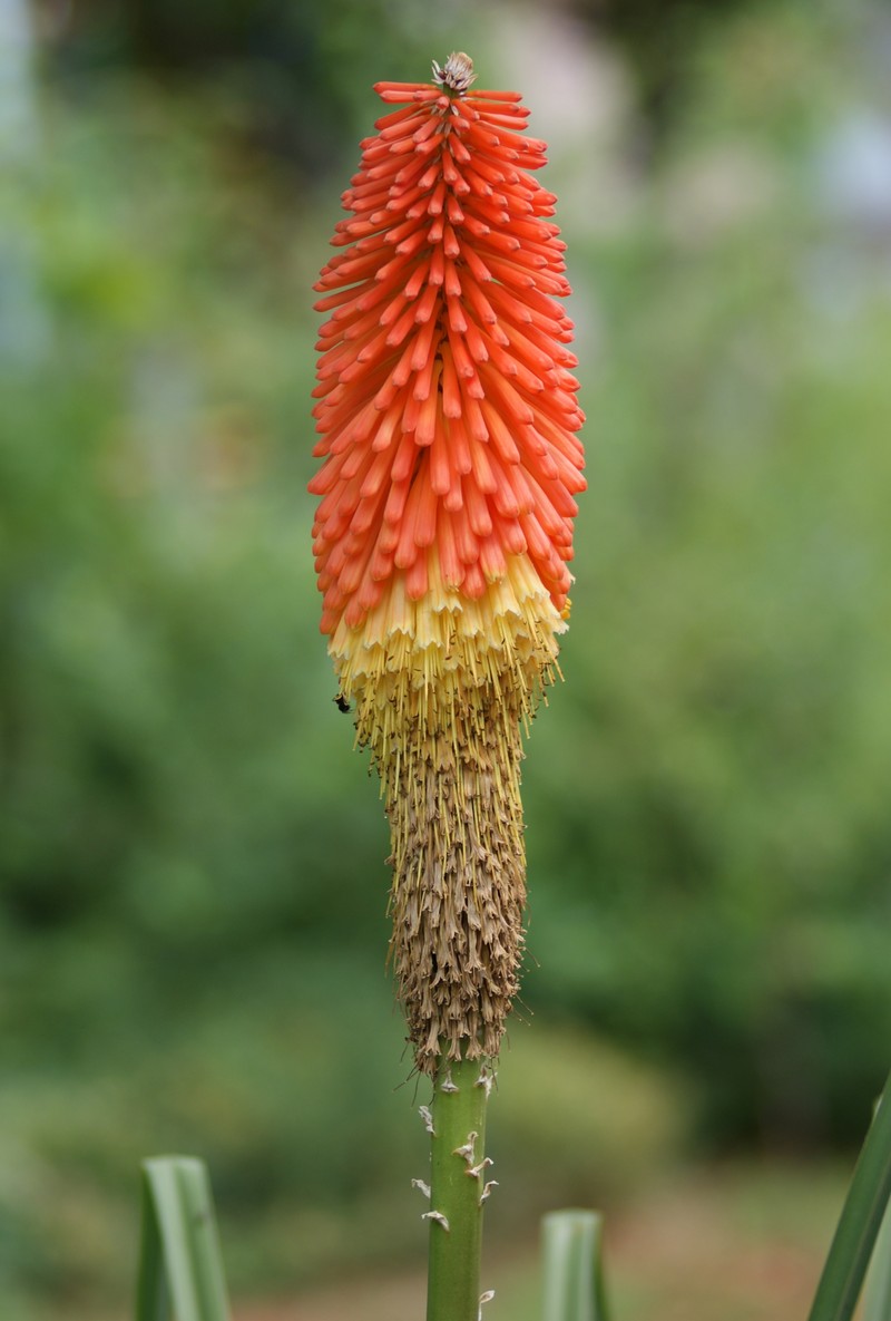 Redhot Poker photo 3