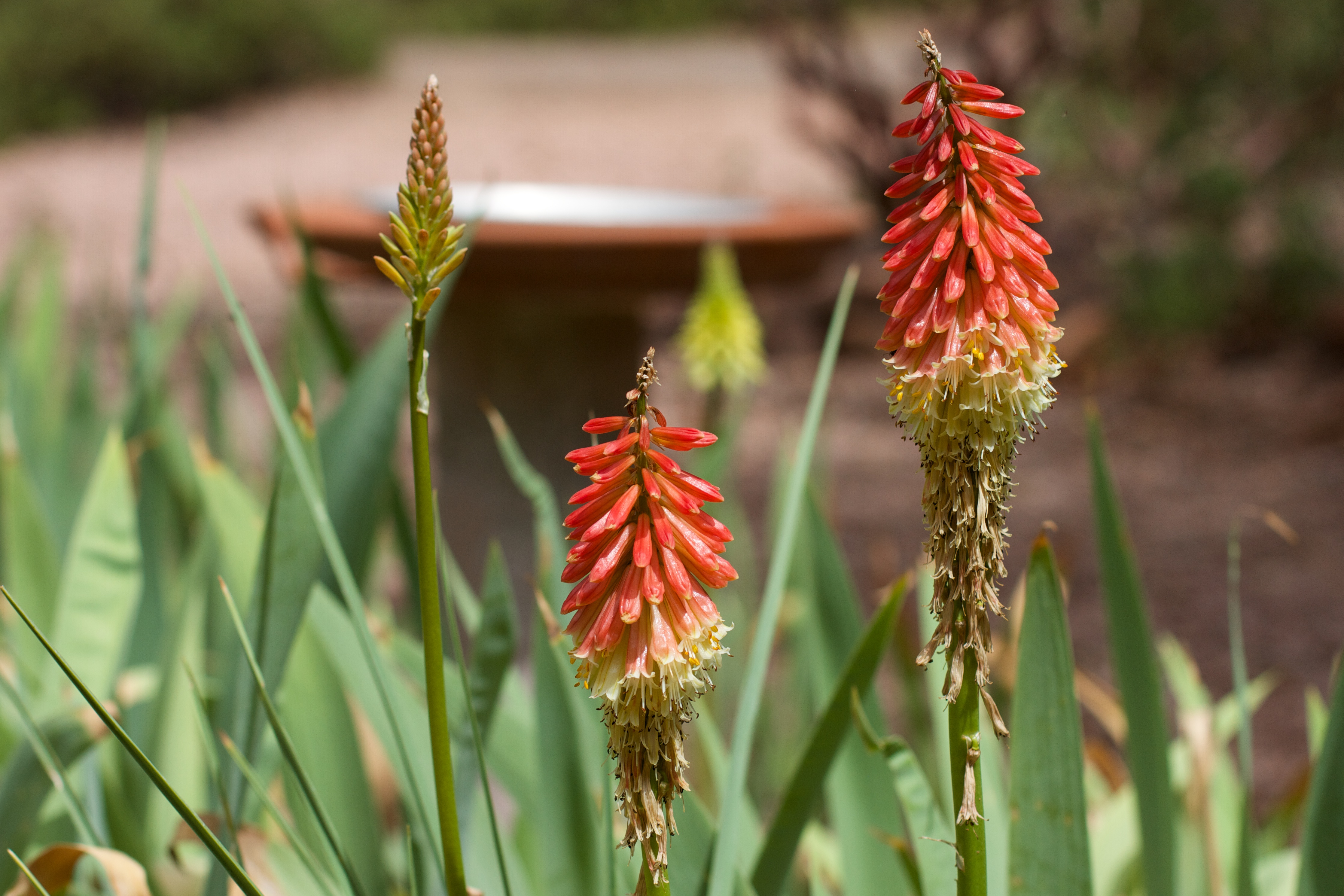 Redhot Poker photo 5
