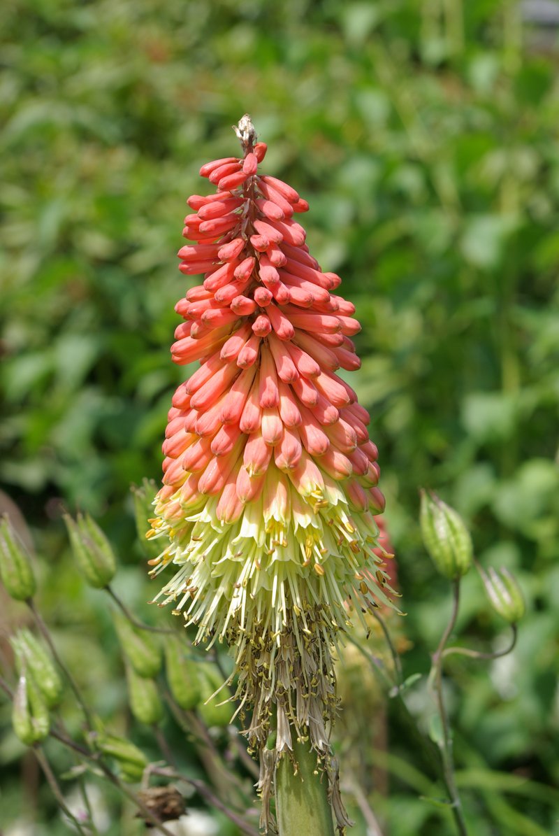 Redhot Poker photo 6