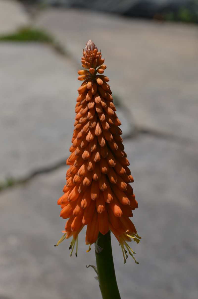 Redhot Poker photo 7