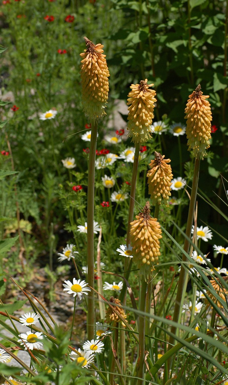 Redhot Poker photo 8