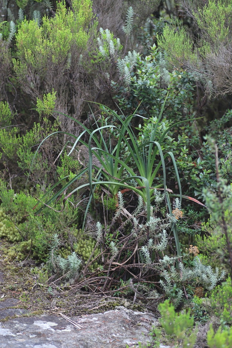 Kniphofia vandeweghei